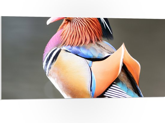 PVC Schuimplaat- Opzijkijkende Mandarijnen Eend met Prachtige Kleuren - 100x50 cm Foto op PVC Schuimplaat