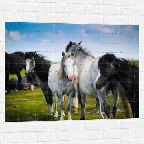 Muursticker - Kudde Wilde Paarden in Verschillende Kleuren onder Blauwe Lucht - 100x75 cm Foto op Muursticker