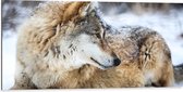 Dibond - Omkijkende Bruine Wolf liggend in Besneeuwd Bos - 100x50 cm Foto op Aluminium (Wanddecoratie van metaal)
