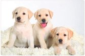 4 X PLACEMATS - Lambrador - Honden - Mooi Kwaliteit - 30x45CM