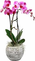 Orchidee Lexie Paars