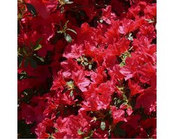 Azalea japonica 'Rood' 25-30 cm