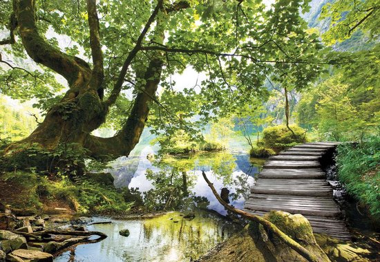 Papier peint Forest Lake Path | VEXXXL - 416 cm x 254 cm | Polaire 130gr / m2