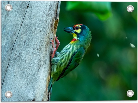 Tuinposter – Groene Kopersmid Vogel tegen Boomstam in de Groene Natuur - 40x30 cm Foto op Tuinposter (wanddecoratie voor buiten en binnen)