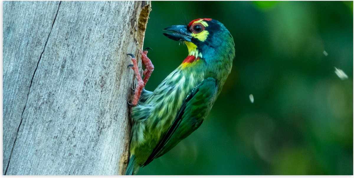 Poster (Mat) - Groene Kopersmid Vogel tegen Boomstam in de Groene Natuur - 100x50 cm Foto