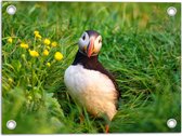Tuinposter – Kleine Papegaaiduiker Vogel in Groen Grasveld - 40x30 cm Foto op Tuinposter (wanddecoratie voor buiten en binnen)