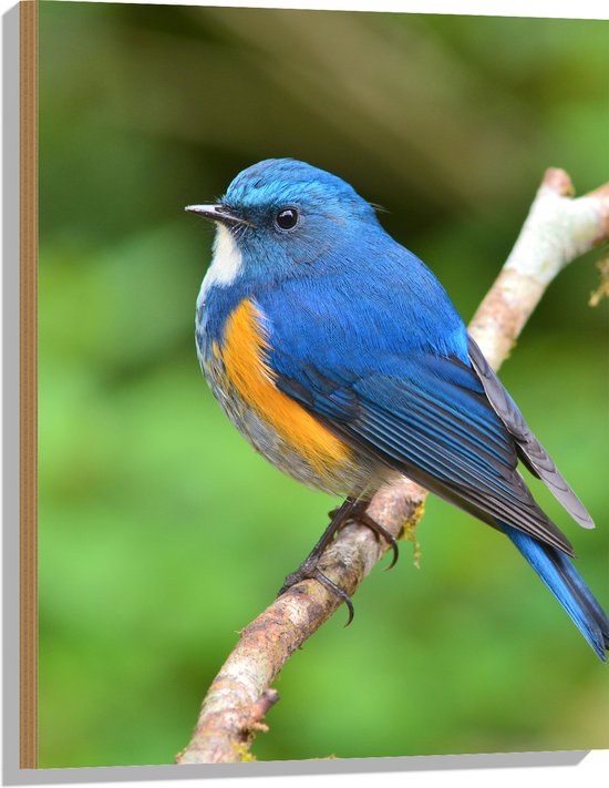 Hout - Blauwe Vogel met Oranje Borstje op Dunne Tak - 60x80 cm - 9 mm dik - Foto op Hout (Met Ophangsysteem)