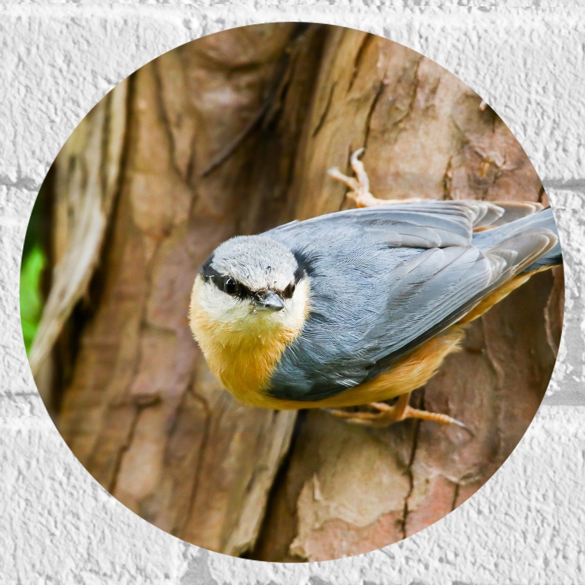 Muursticker Cirkel - Grijze Boomklever Vogel op Boomstam naast Groen Blad - 20x20 cm Foto