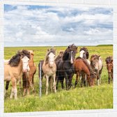 Muursticker - Kudde IJslander Paarden in Groene Wei onder Schapenwolken - 100x100 cm Foto op Muursticker