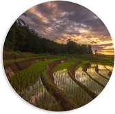 PVC Schuimplaat Muurcirkel - Rijstvelden Vol Regenwater in Indonesië - 60x60 cm Foto op Muurcirkel (met ophangsysteem)