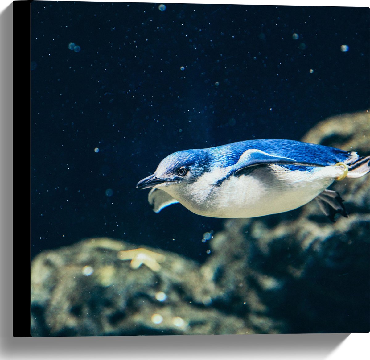 Canvas - Zwemmende Blauwe Pingïun door Aquarium - 40x40 cm Foto op Canvas Schilderij (Wanddecoratie op Canvas)