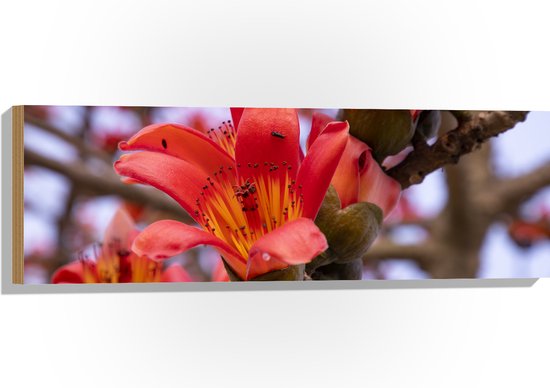 Hout - Rode Bloeiende Bloemen aan Indische kapokboom - 90x30 cm - 9 mm dik - Foto op Hout (Met Ophangsysteem)