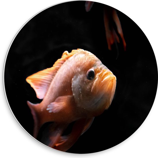 PVC Schuimplaat Muurcirkel - Sip Kijkende Oranje Vis bij Vissen - 30x30 cm Foto op Muurcirkel (met ophangsysteem)