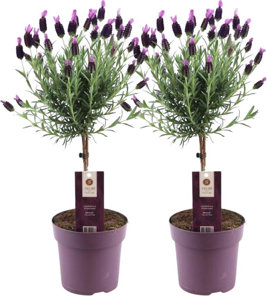 Plants by Frank - Set van 2 Franse lavendelplanten op stam - 2 x Lavandula stoechas Anouk® 15 cm pot ↨ 50 cm - Lavendelplant winterhard - Planten - Tuinplanten