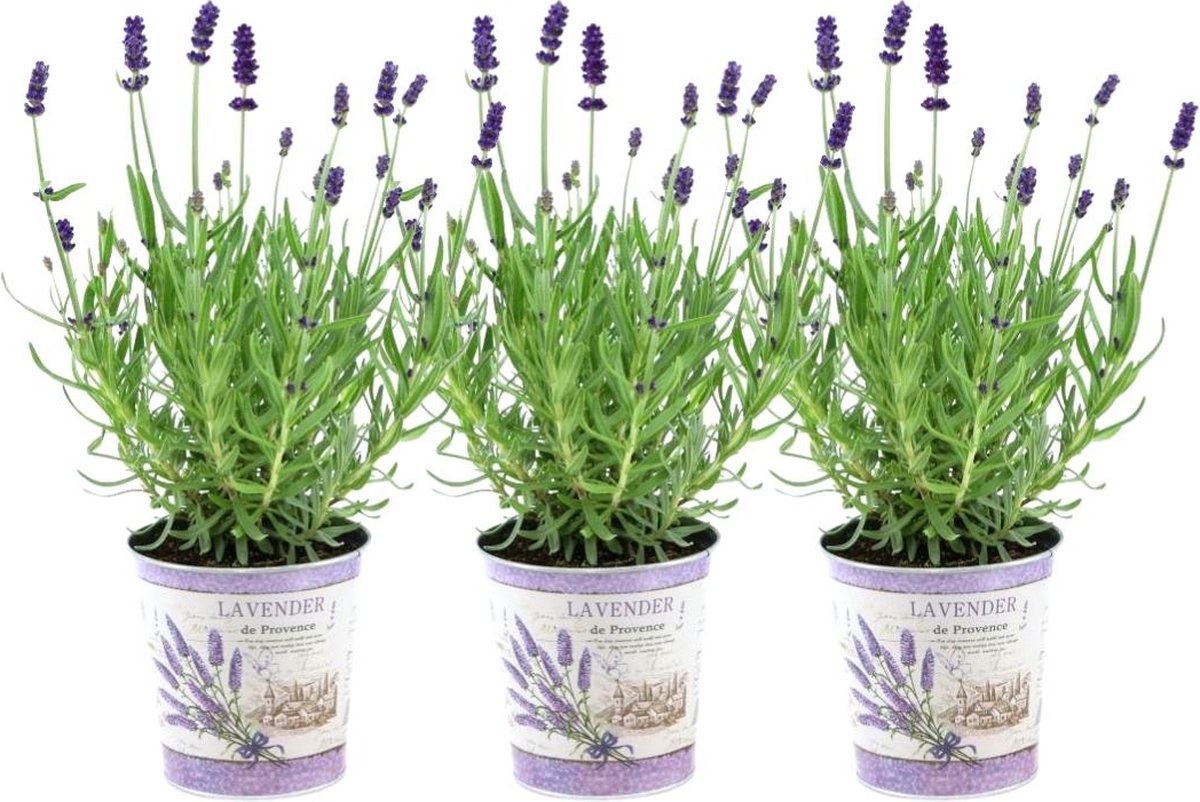 Plants by Frank - Set van 3 echte lavendelplanten in sierpot 'Deluxe' - 3 x Lavandula Angustifolia Felice ® 13 cm pot - Winterharde lavendelplant - Vers van de kwekerij Geleverd
