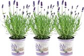 Plants by Frank - Lavandula angustifolia Felice® en pot décoratif 'Lavender Print' - pot de 13 cm - set de 3 vraies Lavandes en pot décoratif