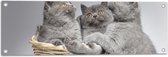 Tuinposter – Mandje Vol Grijze Britse Korthaar Kittens met Oranje Ogen - 90x30 cm Foto op Tuinposter (wanddecoratie voor buiten en binnen)