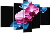 Glasschilderij Tulp - Roze, Blauw, Zwart - 170x100cm 5Luik - Foto Op Glas - Geen Acrylglas Schilderij - 6000+ Glasschilderijen Collectie - Wanddecoratie