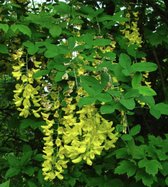 Laburnum anagyroides - Goudenregen, Gewone Goudenregen 40 - 60 cm in pot