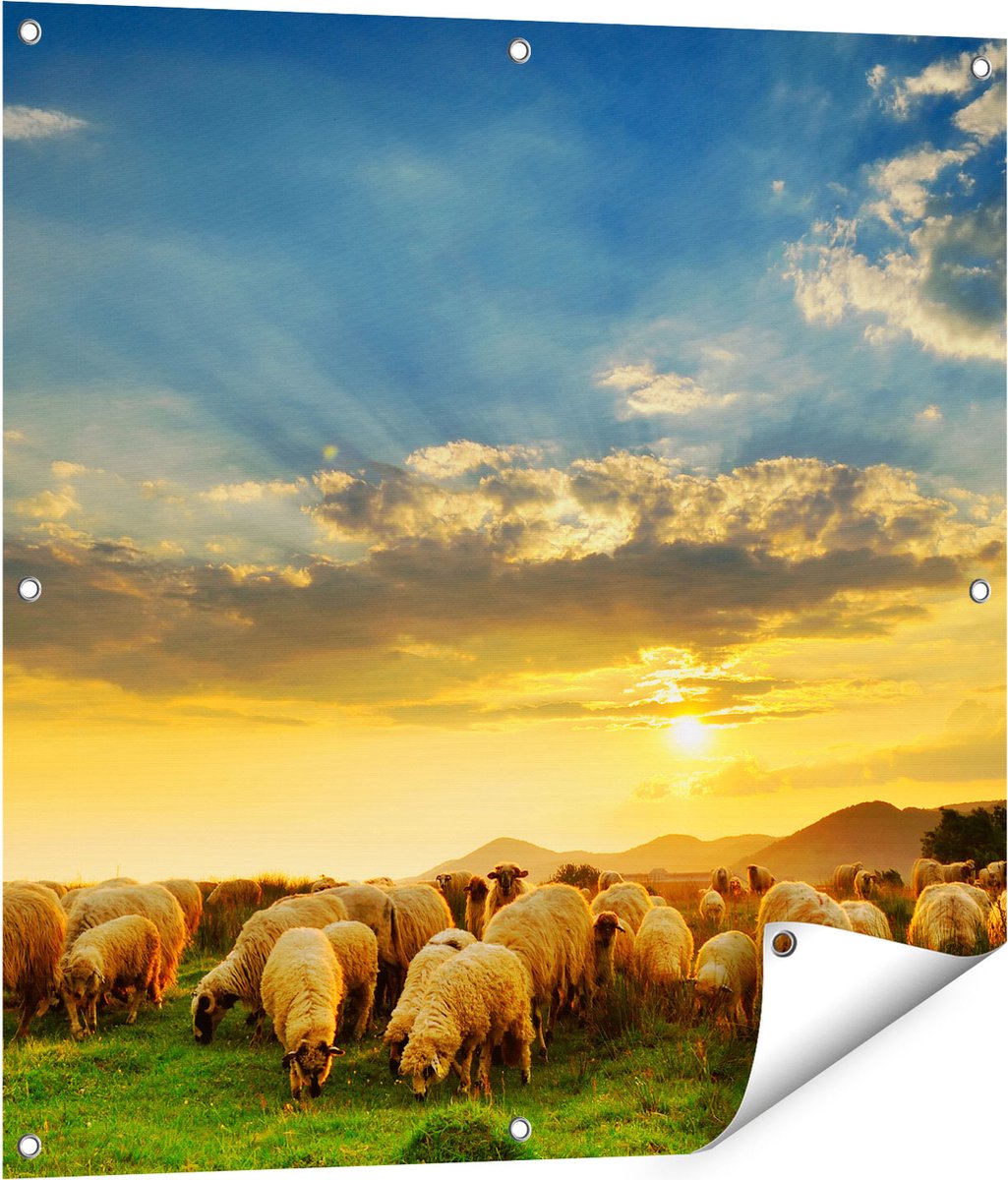 Gards Tuinposter Kudde Schapen op het Gras bij Zonsondergang - 80x80 cm - Tuindoek - Tuindecoratie - Wanddecoratie buiten - Tuinschilderij Multikleur