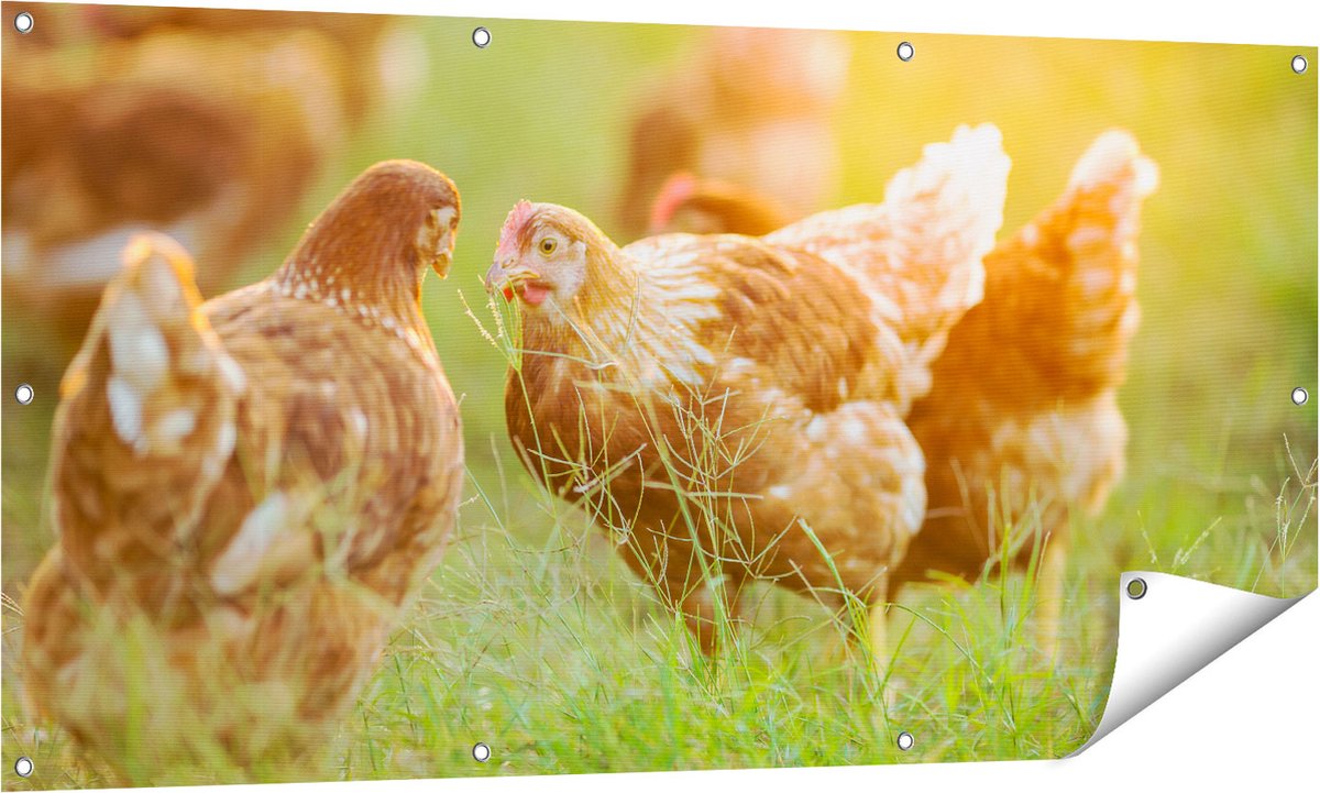 Gards Tuinposter Kippen op het Gras - 140x70 cm - Tuindoek - Tuindecoratie - Wanddecoratie buiten - Tuinschilderij Multikleur