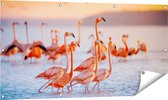 Gards Tuinposter Kudde Flamingo's in het Water - 120x60 cm - Tuindoek - Tuindecoratie - Wanddecoratie buiten - Tuinschilderij