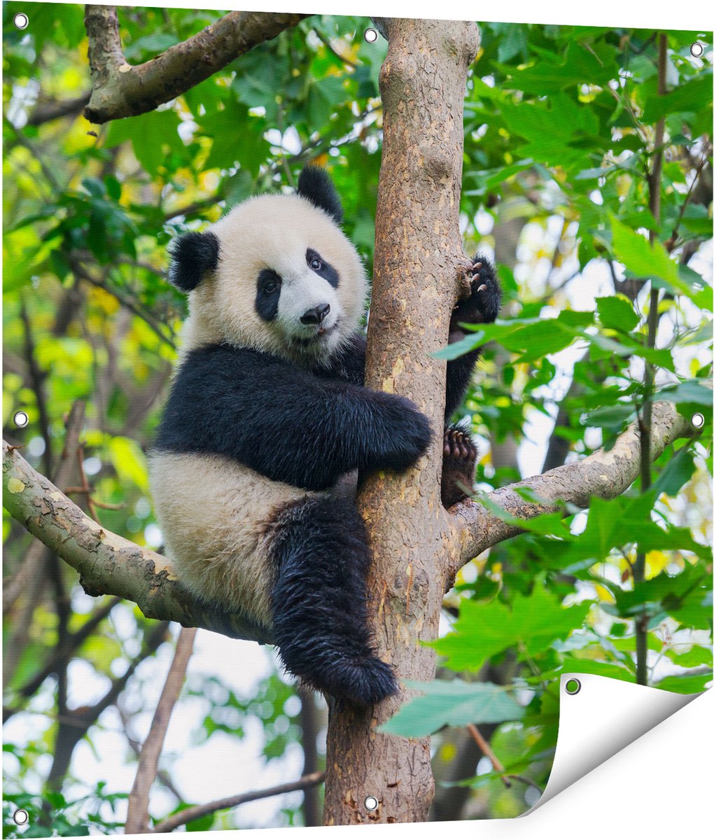 Gards Tuinposter Panda in de Bomen - 90x90 cm - Tuindoek - Tuindecoratie - Wanddecoratie buiten - Tuinschilderij Multikleur