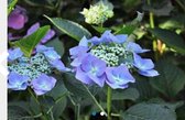 Hydrangea macrophylla 'Blaumeise' - Teller Hortensia, Blauwe Teller, Lacecap Hortensia 25 - 30 cm in pot