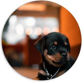 PVC Schuimplaat Muurcirkel - Liggende Rottweiler Puppy met IJzeren Halsband - 70x70 cm Foto op Muurcirkel (met ophangsysteem)