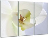 GroepArt - Schilderij -  Orchidee - Wit, Geel, Groen - 120x80cm 3Luik - 6000+ Schilderijen 0p Canvas Art Collectie
