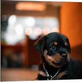 Dibond - Liggende Rottweiler Puppy met IJzeren Halsband - 80x80 cm Foto op Aluminium (Met Ophangsysteem)