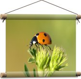 Textielposter - Lieveheersbeestje op Top van Groene Plant - 40x30 cm Foto op Textiel