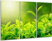Glasschilderij Natuur - Groen, Geel - 120x80cm 3Luik - Foto Op Glas - Geen Acrylglas Schilderij - GroepArt 6000+ Glas Art Collectie - Maatwerk Mogelijk