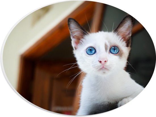 PVC Schuimplaat Ovaal - Nieuwsgierige Witte Kitten met Bruine Contouren en Blauwe Ogen - 28x21 cm Foto op Ovaal (Met Ophangsysteem)