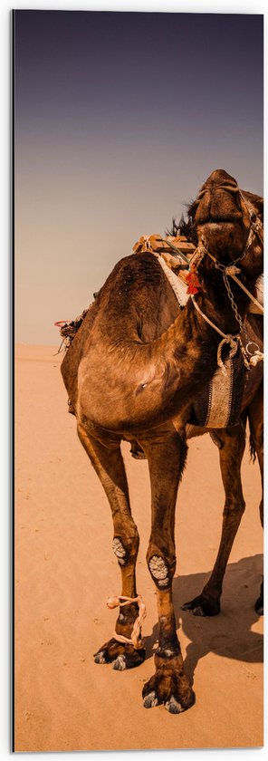 Dibond - Kameel in de Woestijn van Dubai - 30x90 cm Foto op Aluminium (Met Ophangsysteem)