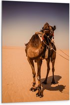 Dibond - Kameel in de Woestijn van Dubai - 80x120 cm Foto op Aluminium (Met Ophangsysteem)