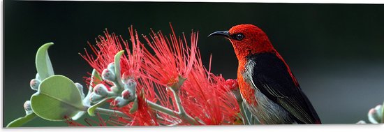 Dibond - Opzijkijkende Rode Vogel Zittend op Rode Plant - 90x30 cm Foto op Aluminium (Met Ophangsysteem)