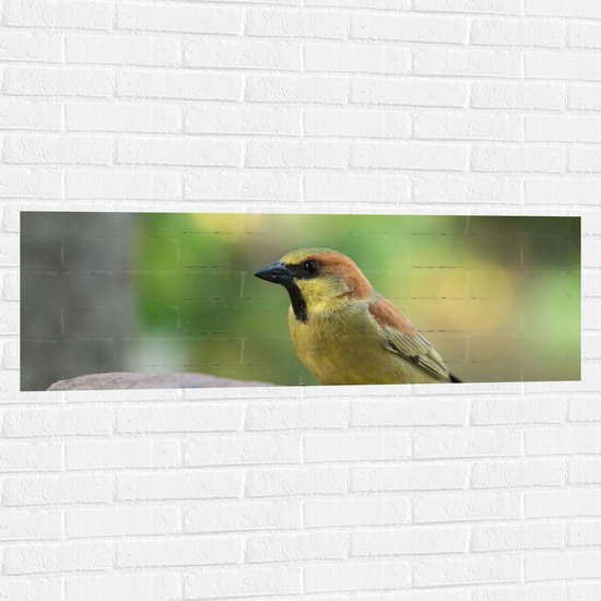 Muursticker - Geelbuikmus Vogel Zittend op Grote Kei - 120x40 cm Foto op Muursticker
