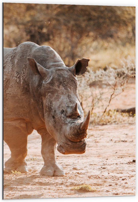 Dibond - Lopende Neushoorn door het Landschap van Afrika - 60x90 cm Foto op Aluminium (Met Ophangsysteem)