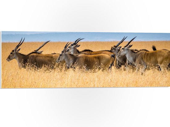 PVC Schuimplaat- Kudde Antilopes door het Landschap in Afrika - 90x30 cm Foto op PVC Schuimplaat