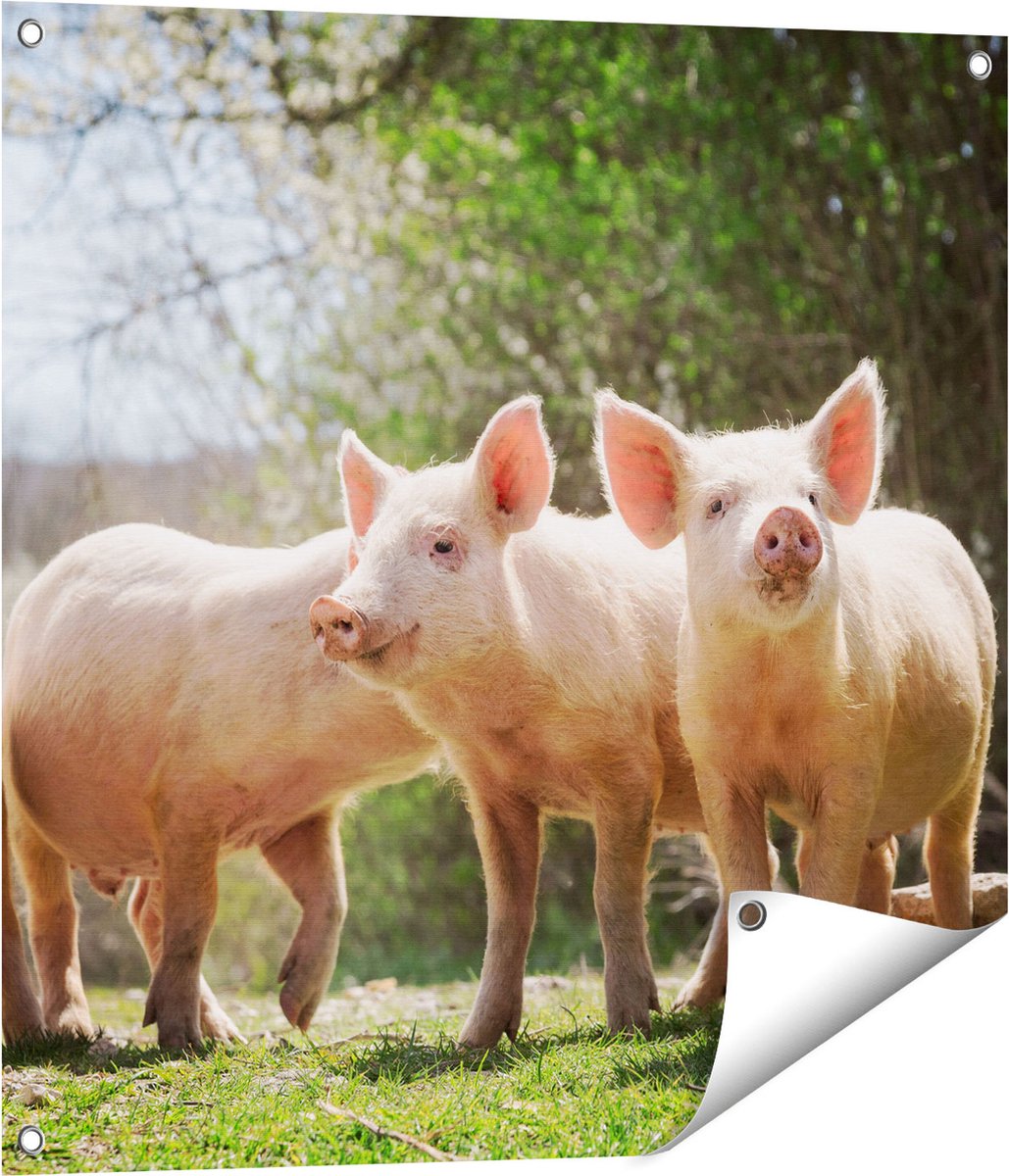 Gards Tuinposter Groep Jonge Varkens - 70x70 cm - Tuindoek - Tuindecoratie - Wanddecoratie buiten - Tuinschilderij Multikleur