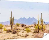 Gards Tuinposter Cactussen in de Woestijn - 180x120 cm - Tuindoek - Tuindecoratie - Wanddecoratie buiten - Tuinschilderij