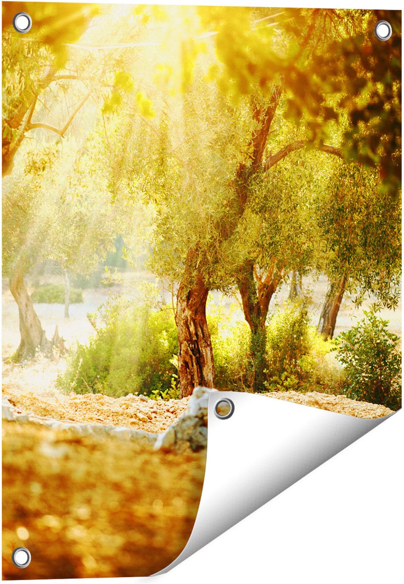 Gards Tuinposter Olijfbomen - Olijfboomgaard - 40x50 cm - Tuindoek - Tuindecoratie - Wanddecoratie buiten - Tuinschilderij Multikleur