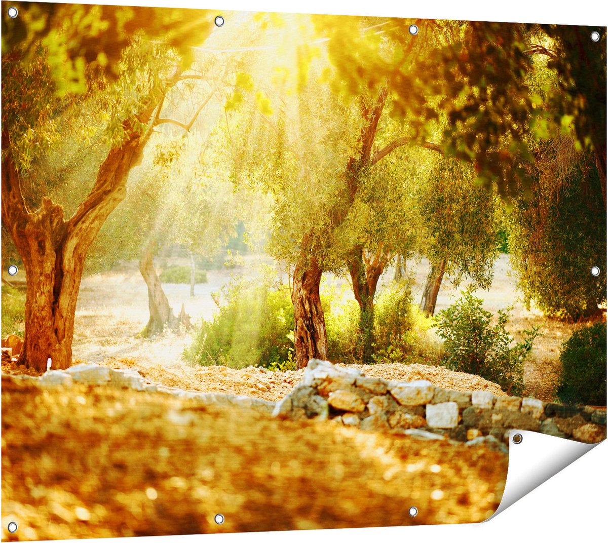 Gards Tuinposter Olijfbomen - Olijfboomgaard - 120x90 cm - Tuindoek - Tuindecoratie - Wanddecoratie buiten - Tuinschilderij Multikleur
