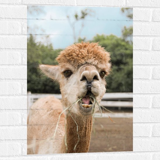 Foto: Muursticker lama kauwend op gras in de wei 50x75 cm foto op muursticker