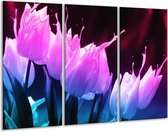 Glasschilderij Tulp - Paars, Roze, Blauw - 120x80cm 3Luik - Foto Op Glas - Geen Acrylglas Schilderij - GroepArt 6000+ Glas Art Collectie - Maatwerk Mogelijk