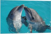 Vlag - Duo Dolfijnen in de Helderblauwe Zee - 75x50 cm Foto op Polyester Vlag