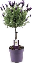 Plant in a Box - Lavandula stoechas 'Anouk' - Lavendelboom - Winterhard - Tuinplanten - Pot 15cm - Hoogte 45-55cm