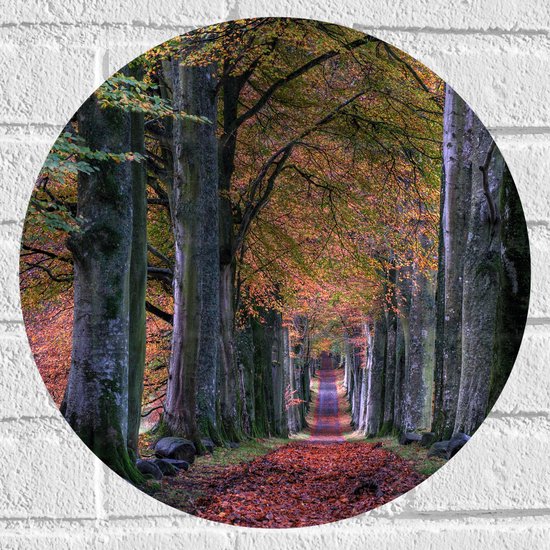 WallClassics - Muursticker Cirkel - Pad in Bos tijdens de Herfst - 40x40 cm Foto op Muursticker