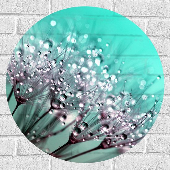 WallClassics - Muursticker Cirkel - Druppels op Zaden van Paardebloem - 60x60 cm Foto op Muursticker